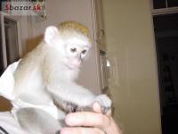Dítě Kapucín Opice Pro Prodeji