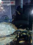 PREDAM Melanochromis aureatus - Tlamovec pestrý