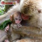 Kapucínske opice