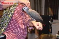 rozkošný africký papoušek šedý k adopci.