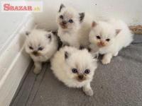 Úplne úžasné perzské mačiatka