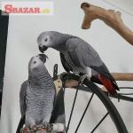 Africké papagáje šedé na predaj
