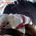 Nádherné samce a samice kapucínskych opíc