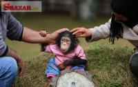 VHODNÉ PRE DETI Bábätká šimpanzy OPICE TERAZ