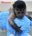 Energická kapucínska opica na adopciu.