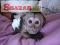 Energická kapucínska opica na adopciu. 1 samec a