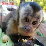 Energická kapucínska opica na adopciu. Prichádz