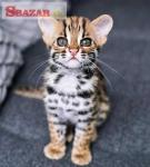Bengálske mačiatka sú k dispozícii na adopciu