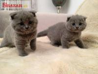Predám mačiatka Britské krátkosrsté mačiatka