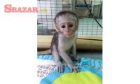 priateľské kapucínske opice na adopciu