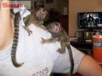 zdravé opice kosmáč na adopciu