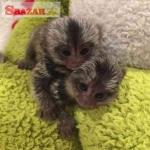 hravé opice kosmáča na adopciu