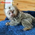 marmoset Opice na adopciu