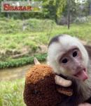 Krásne kapucínske opice