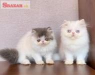 Perzské mačiatko