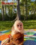Krásna kapucínska opica na adopciu